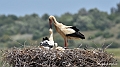 Cigogne blanche - Portugal